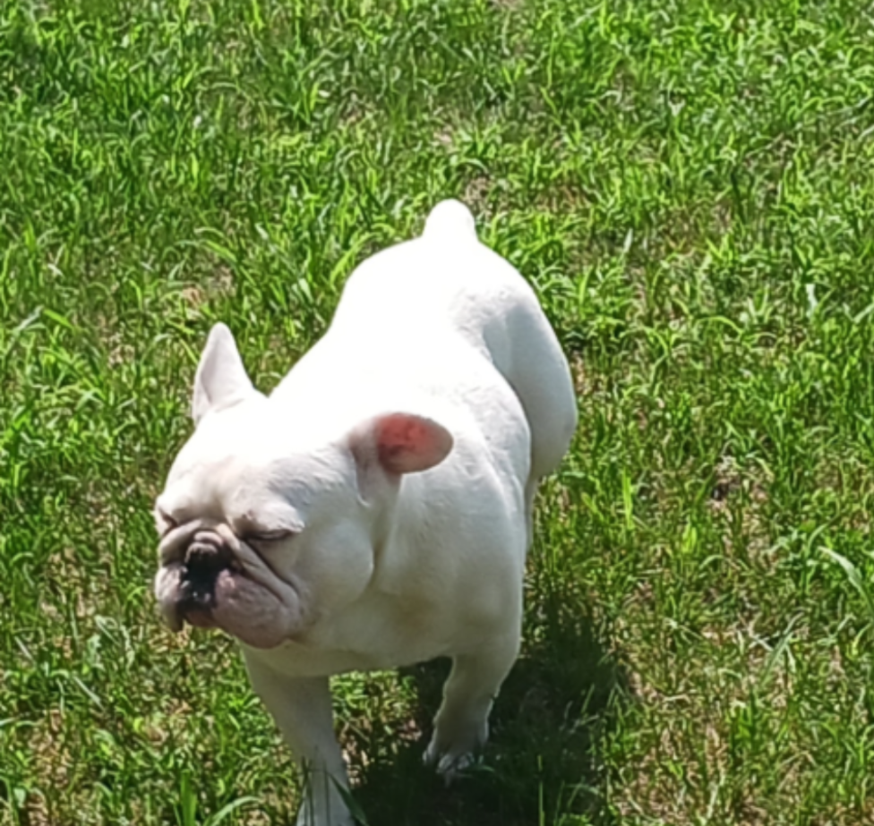 Mo, the French bulldog mascot of Mo Knows Painting